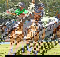 Land Rover Polo in the City - Accommodation Directory