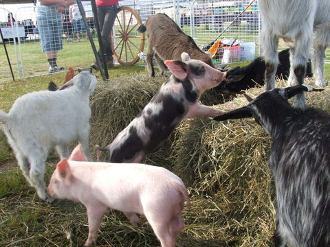 Primex Field Days - Online Virtual Event - Accommodation Directory 2