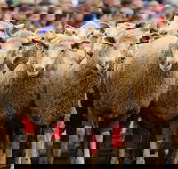 Rosto Merriwa Festival of the Fleeces - Accommodation Directory