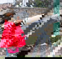 Sydney Observatory Mandarin Tour - Accommodation Directory