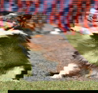 Dogs in the Park NSW Orange - Accommodation Directory