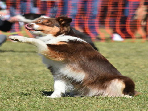 Dogs In The Park NSW Orange - Accommodation Directory 0