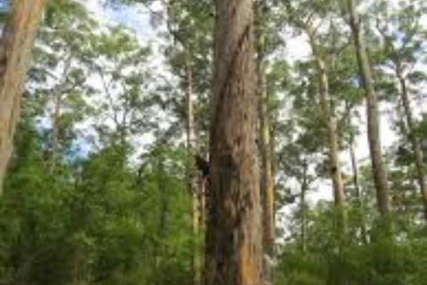 RAC Karri Valley Resort - Accommodation Directory 1