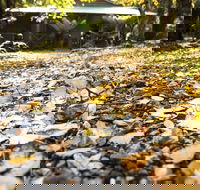 Cradle Forest Inn - Accommodation Directory