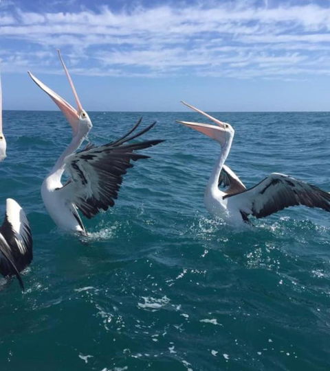 Seas The Day - Accommodation Directory 2