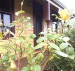 Albion Cottage - Accommodation Directory