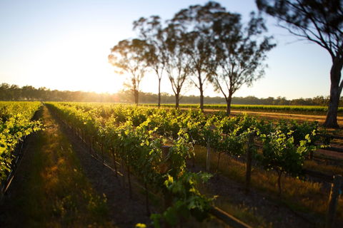 Balgownie Estate Winery Retreat & Restaurant - Accommodation Directory 6