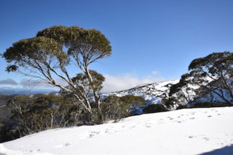 Alpine Heights 9 - Accommodation Directory 0