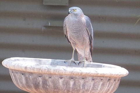 Kathys Place Bed And Breakfast - Accommodation Directory 3