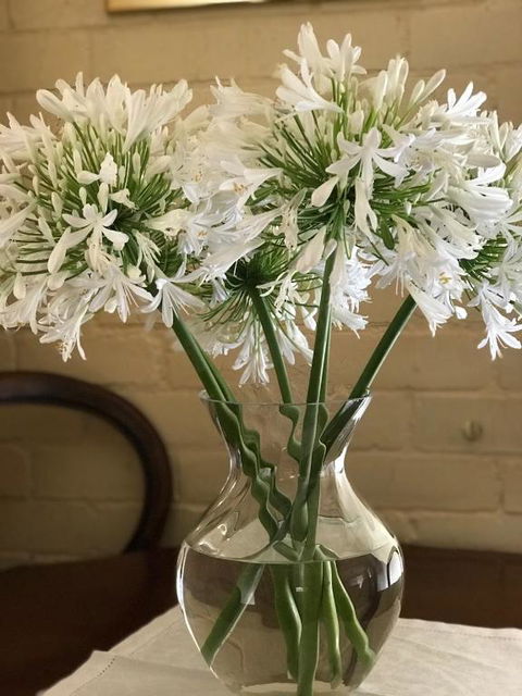 Holly Cottage - Accommodation Directory 4