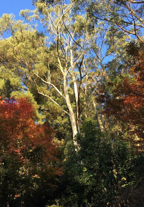 Wild Orchid Olinda Private Luxury Cottage - Accommodation Directory 6