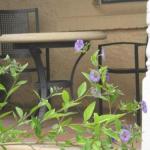 Amalie Cottage Waikerie Unit 1 - Accommodation Directory 0