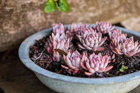 Aggies Bed & Breakfast - Accommodation Directory 3