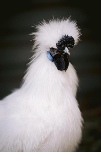 A Better Life Animal Sanctuary FarmStay Private Two Bedrooms Lounge Room & Bathroom & Toilet Shared Kitchen - Accommodation Directory 6