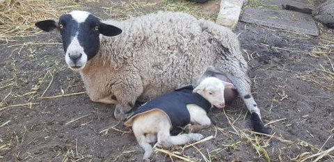 A Better Life Animal Sanctuary FarmStay Private Two Bedrooms Lounge Room & Bathroom & Toilet Shared Kitchen - Accommodation Directory 1