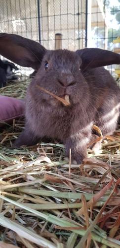 A Better Life Animal Sanctuary FarmStay Private Two Bedrooms Lounge Room & Bathroom & Toilet Shared Kitchen - Accommodation Directory 5