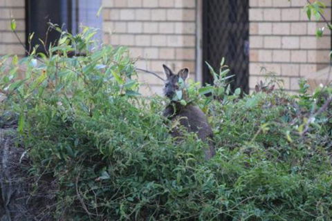 Bicheno S Ocean View Retreat - Accommodation Directory 6