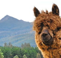 Maydena Mountain Cabins - Accommodation Directory