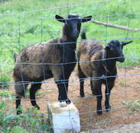 Alstonville Country Cottages