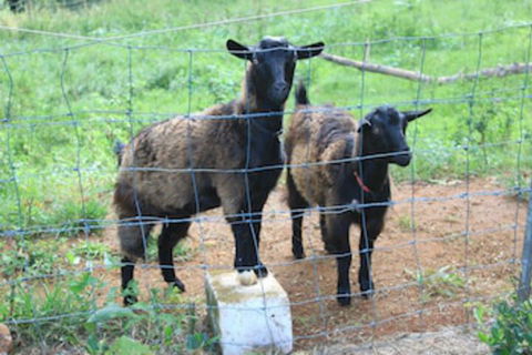 Alstonville Country Cottages - Accommodation Directory 0