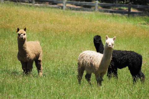 Daisy Cottage - Accommodation Directory 5