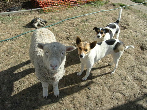 Alpine Country Motel - Accommodation Directory 2