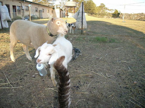 Alpine Country Motel - Accommodation Directory 5