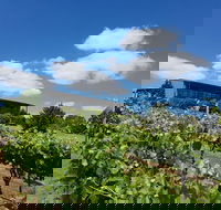 Traralgon Vineyard - Accommodation Directory