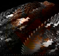 The Ox and Hound Bistro - Accommodation Directory