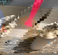 Coffetti Gelato - Accommodation Directory