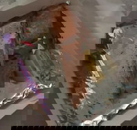 Myssy's Fresh  Cooked Seafood - Accommodation Directory