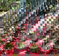 Poppy's Verandah Cafe - Accommodation Directory