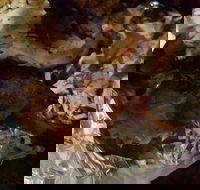 Thunderbird Chicken - Accommodation Directory