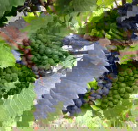 Marcus Hill Vineyard - Accommodation Directory