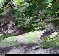 Nick Haselgrove Wines - Accommodation Directory