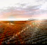 Rich Glen Olive Farm - Accommodation Directory