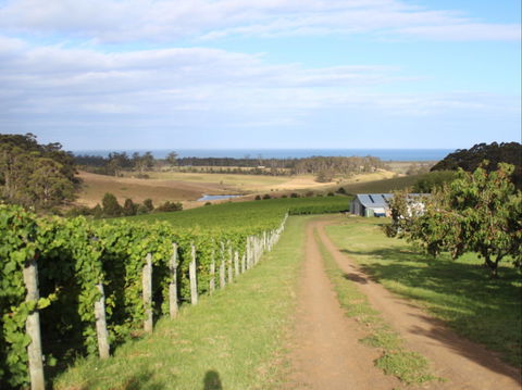 Cape Bernier Vineyard - Accommodation Directory 2