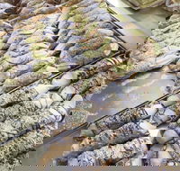 Il Pasticcino - Accommodation Directory