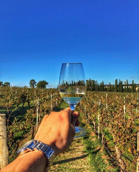 Lake's Folly Vineyard - Accommodation Directory 1