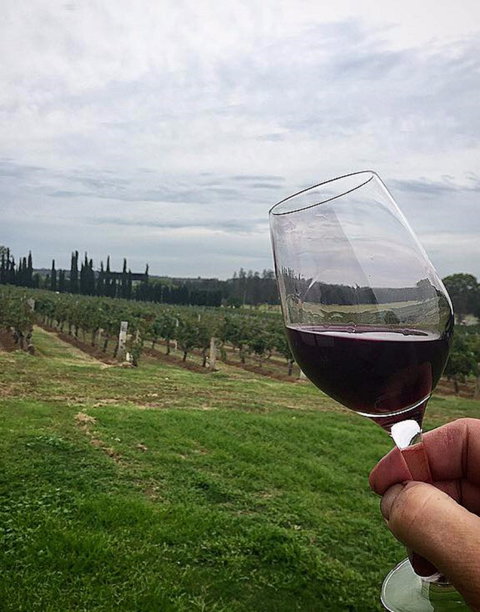 Lake's Folly Vineyard - Accommodation Directory 2