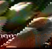 Denmark Heritage Cider Company - Accommodation Directory