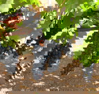 Waybourne Winery - Accommodation Directory