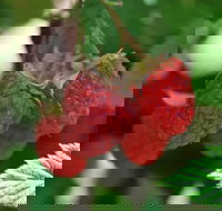 Westerway Raspberry Farm - Accommodation Directory