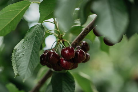 Cherryhill Orchards - Accommodation Directory 1
