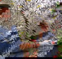 Pine Crest Orchard - Accommodation Directory