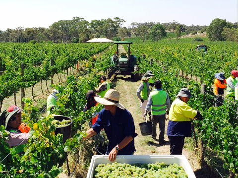 Grosset Wines - Accommodation Directory 1