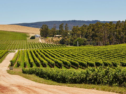 Pipers Brook Vineyard - Accommodation Directory 1