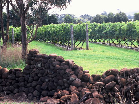 Spring Vale Vineyard - Accommodation Directory 0