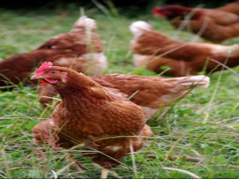 Holbrook Paddock Eggs - Accommodation Directory 0