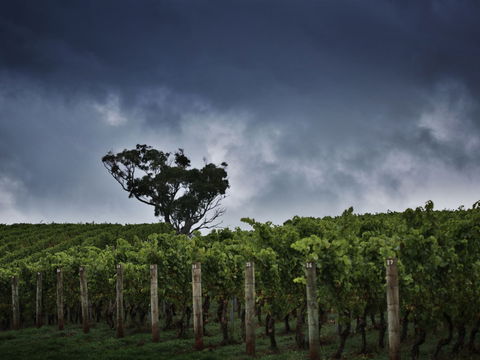 Dalrymple Vineyards - Accommodation Directory 0